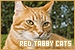  Cats: Red/Orange Tabby