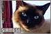  Cats: Siamese