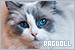  Cats: Ragdoll