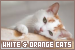  Cats: Orange and White